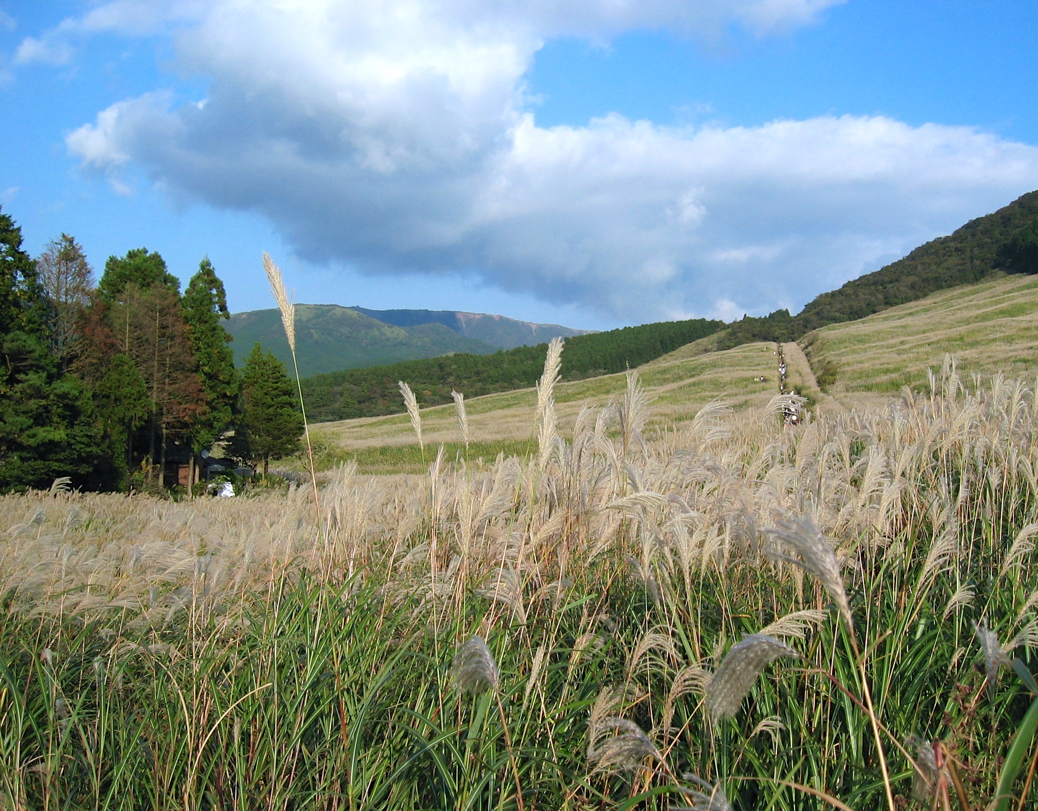 Sengokuhara Pampas Grass Field in Autumn.