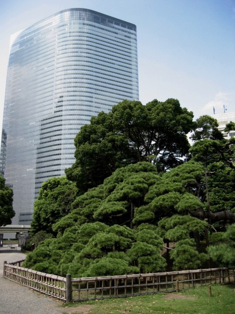 300 year old pine tree