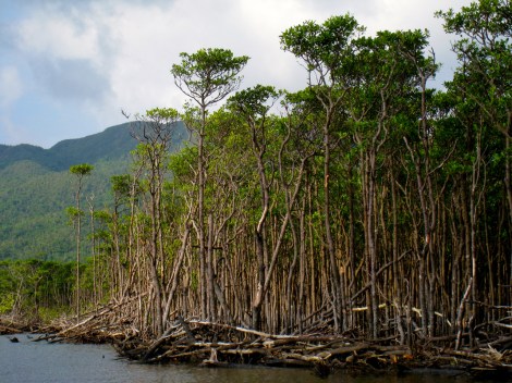 Mangrove trees