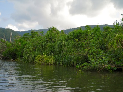 Middle section of the Nakama river