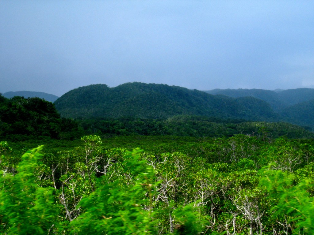 The inland of Iriomote Jima