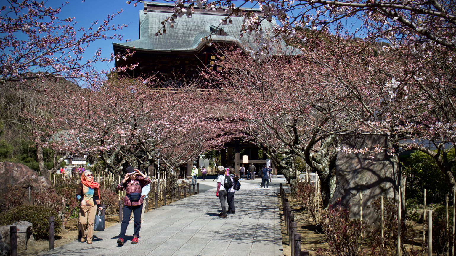 Cherries at the entrance of Engakuji in Kita-Kamakura
