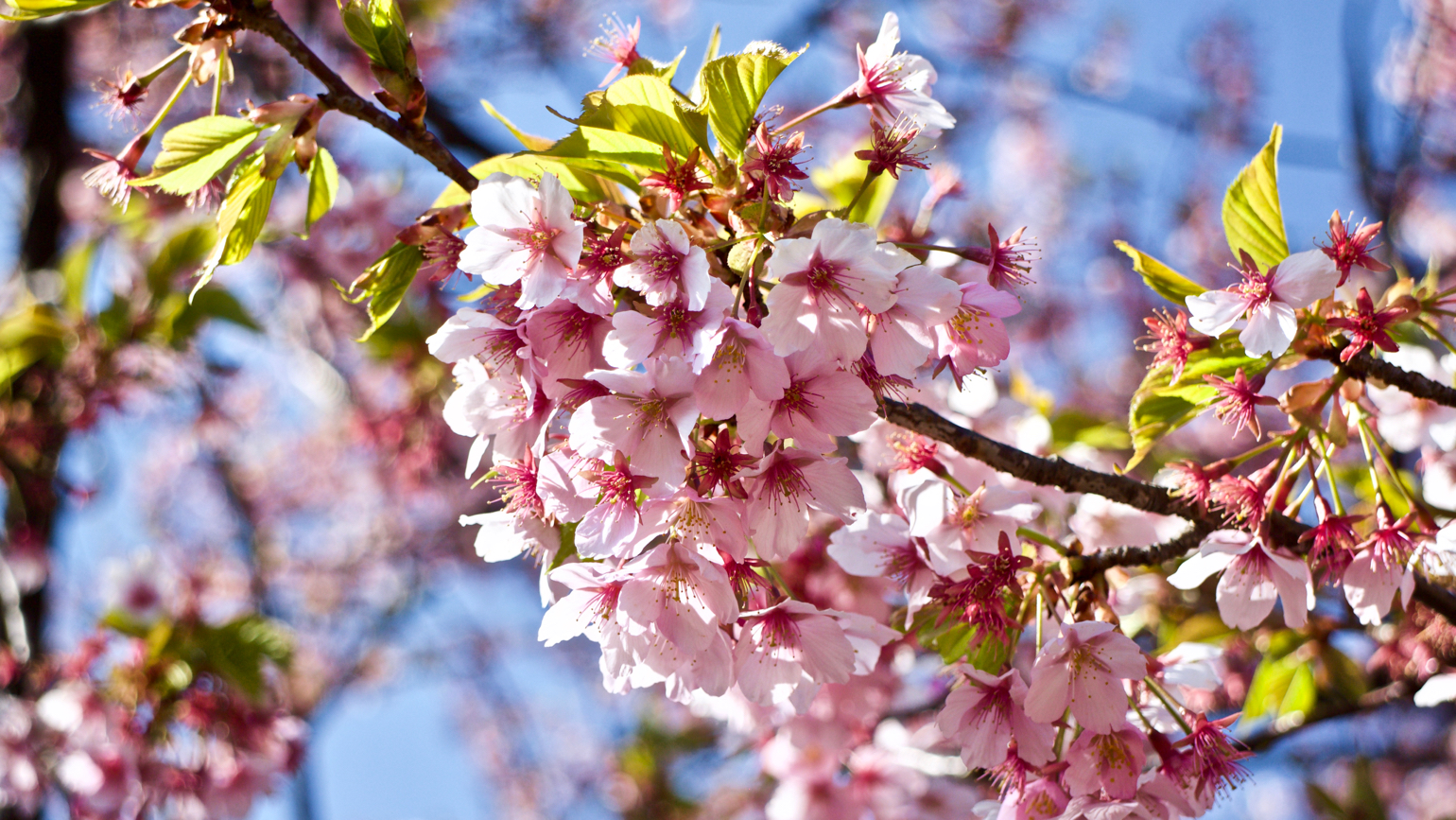 Cherry blossom in full bloom in Shinjuku Gyoen