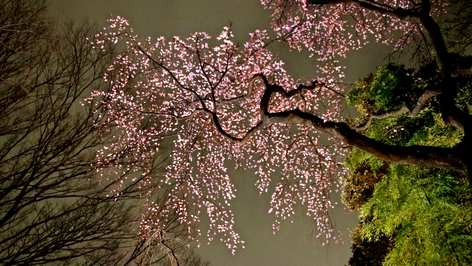 Cherry light up at nighttime in Rikugien, Tokyo