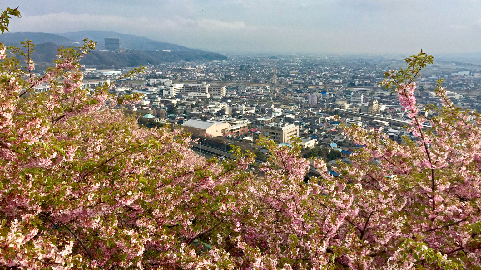 View on Matsuda from the hill Matsudayama covered with cherries